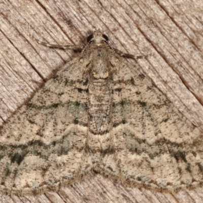 Lipogya eutheta (Grey Bark Moth) at Melba, ACT - 26 Jan 2021 by kasiaaus