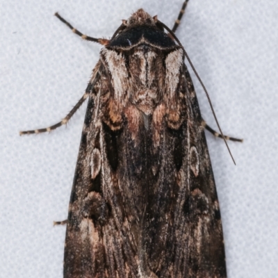 Agrotis munda (Brown Cutworm) at Melba, ACT - 25 Jan 2021 by kasiaaus