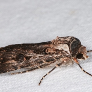 Agrotis munda at Melba, ACT - 26 Jan 2021