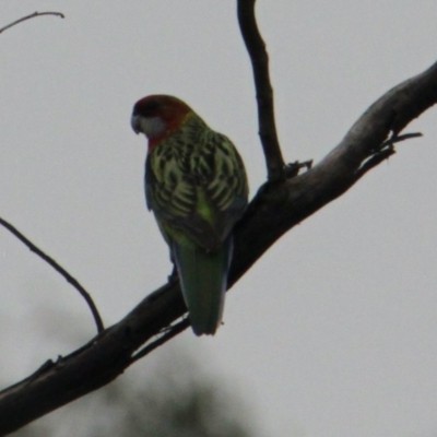 Platycercus eximius (Eastern Rosella) at Albury - 1 Feb 2021 by PaulF