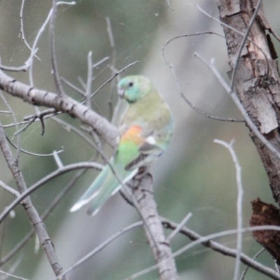 Psephotus haematonotus (Red-rumped Parrot) at Table Top, NSW - 1 Feb 2021 by PaulF