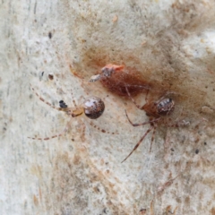 Cryptachaea veruculata (Diamondback comb-footed spider) at O'Connor, ACT - 1 Feb 2021 by ConBoekel