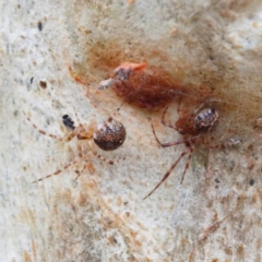 Cryptachaea veruculata at O'Connor, ACT - 1 Feb 2021 08:58 AM