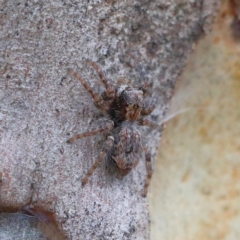 Servaea sp. (genus) (Unidentified Servaea jumping spider) at O'Connor, ACT - 31 Jan 2021 by ConBoekel