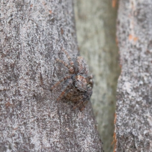 Servaea sp. (genus) at O'Connor, ACT - 1 Feb 2021 09:03 AM