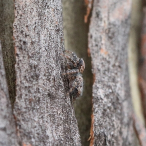 Servaea sp. (genus) at O'Connor, ACT - 1 Feb 2021 09:03 AM