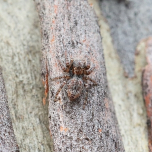 Servaea sp. (genus) at O'Connor, ACT - 1 Feb 2021 09:03 AM