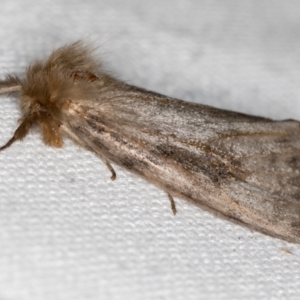 Leptocneria reducta at Melba, ACT - 29 Jan 2021