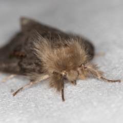 Leptocneria reducta at Melba, ACT - 29 Jan 2021