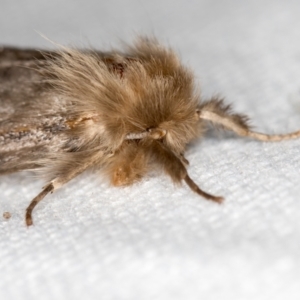 Leptocneria reducta at Melba, ACT - 29 Jan 2021 11:31 AM