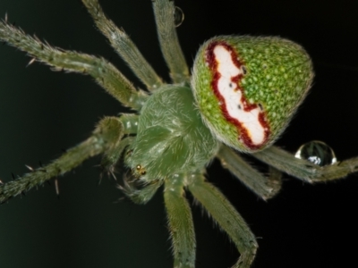 Araneus circulissparsus (species group) (Speckled Orb-weaver) at Melba, ACT - 4 Jan 2021 by Bron