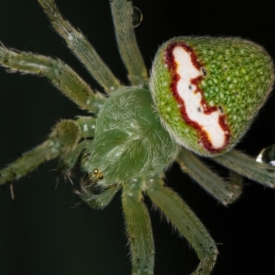 Araneus circulissparsus (species group) (Speckled Orb-weaver) at Melba, ACT - 4 Jan 2021 by Bron