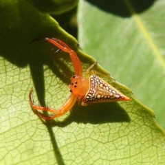 Arkys walckenaeri (Triangle spider) at ANBG - 3 Feb 2021 by HelenCross