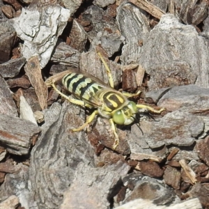 Bembix sp. (genus) at Acton, ACT - 3 Feb 2021