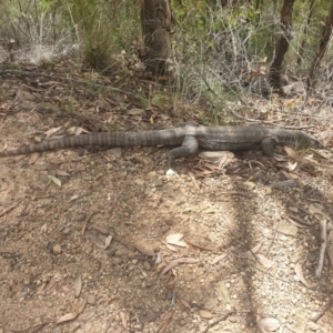 Varanus rosenbergi at Cotter River, ACT - 3 Feb 2021