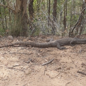 Varanus rosenbergi at Cotter River, ACT - 3 Feb 2021