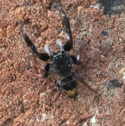 Apricia jovialis (Jovial jumping spider) at Lyneham, ACT - 2 Feb 2021 by NedJohnston