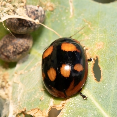 Paropsisterna beata (Blessed Leaf Beetle) at Molonglo River Reserve - 3 Feb 2021 by Roger