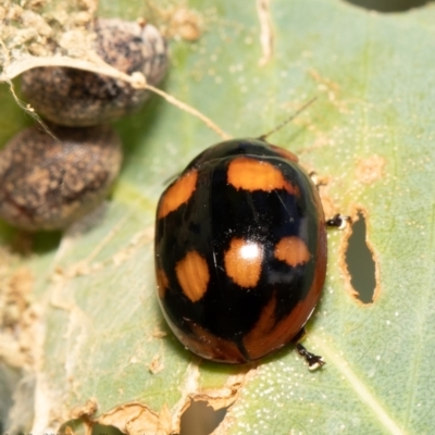 Paropsisterna beata (Blessed Leaf Beetle) at Kama - 3 Feb 2021 by Roger