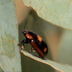 Paropsisterna beata at Molonglo River Reserve - 3 Feb 2021