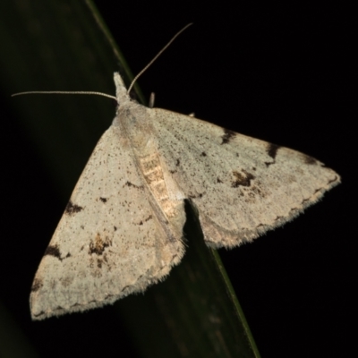 Dichromodes estigmaria (Pale Grey Heath Moth) at Melba, ACT - 3 Jan 2021 by Bron
