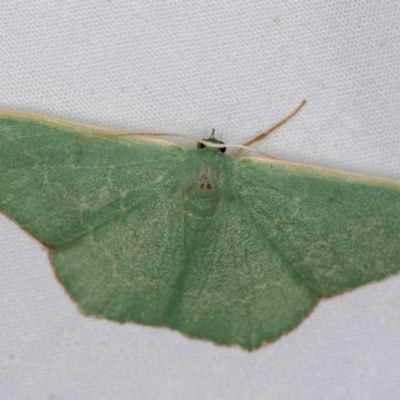 Prasinocyma semicrocea (Common Gum Emerald moth) at Melba, ACT - 4 Jan 2021 by Bron