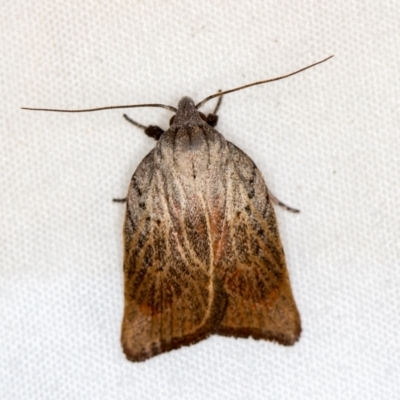 Tortricopsis pyroptis (A Concealer moth (Wingia Group)) at Melba, ACT - 4 Jan 2021 by Bron