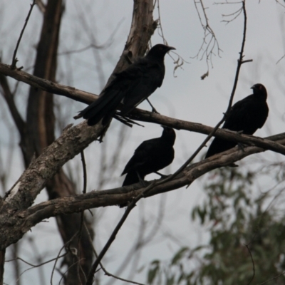 Corcorax melanorhamphos (White-winged Chough) at Table Top, NSW - 1 Feb 2021 by PaulF