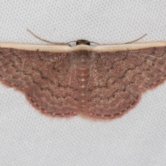 Idaea inversata (Purple Wave) at Melba, ACT - 4 Jan 2021 by Bron