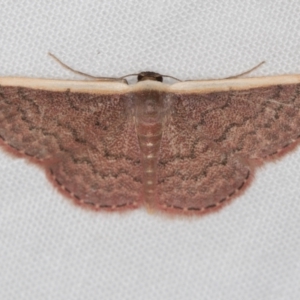 Idaea inversata at Melba, ACT - 4 Jan 2021 01:26 AM