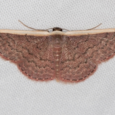 Idaea inversata (Purple Wave) at Melba, ACT - 4 Jan 2021 by Bron