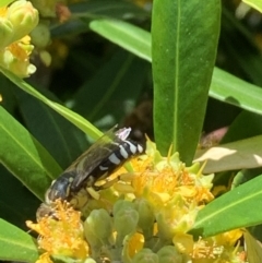 Bembix sp. (genus) at Theodore, ACT - 3 Feb 2021