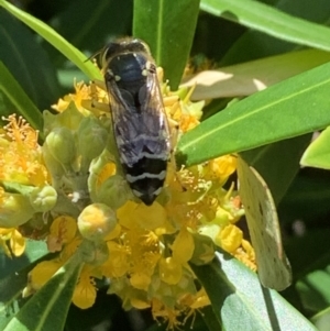 Bembix sp. (genus) at Theodore, ACT - 3 Feb 2021