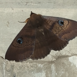 Dasypodia selenophora at Holt, ACT - 3 Feb 2021