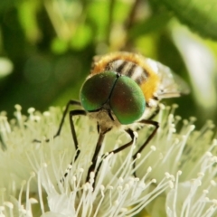 Scaptia (Scaptia) auriflua (A flower-feeding march fly) at Yass River, NSW - 3 Feb 2021 by SenexRugosus