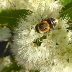 Scaptia (Scaptia) auriflua at Yass River, NSW - 3 Feb 2021