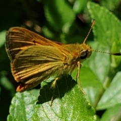 Ocybadistes walkeri (Green Grass-dart) at Cook, ACT - 3 Feb 2021 by drakes