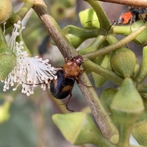Phyllotocus bimaculatus at Murrumbateman, NSW - 3 Feb 2021