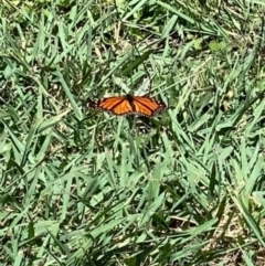 Danaus plexippus (Monarch) at Murrumbateman, NSW - 3 Feb 2021 by SimoneC