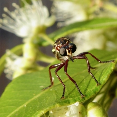 Chrysopogon sp. (genus) (a robber fly) at Rugosa - 3 Feb 2021 by SenexRugosus
