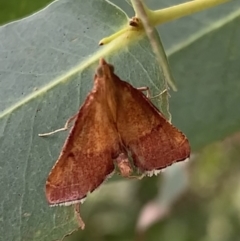 Endotricha pyrosalis (A Pyralid moth) at Murrumbateman, NSW - 1 Feb 2021 by SimoneC