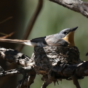 Myiagra rubecula at Ainslie, ACT - 31 Jan 2021