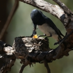 Myiagra rubecula at Ainslie, ACT - 31 Jan 2021