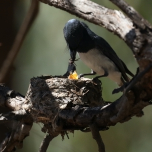 Myiagra rubecula at Ainslie, ACT - 31 Jan 2021