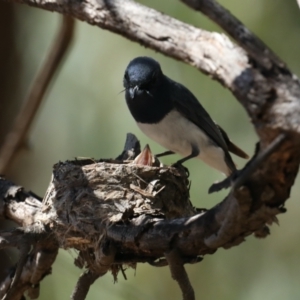 Myiagra rubecula at Ainslie, ACT - suppressed