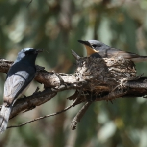 Myiagra rubecula at Ainslie, ACT - 31 Jan 2021