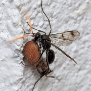 Fabriogenia sp. (genus) at Hughes, ACT - 1 Feb 2021 02:46 PM