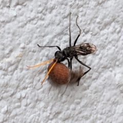 Fabriogenia sp. (genus) at Hughes, ACT - 1 Feb 2021 02:46 PM