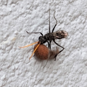 Fabriogenia sp. (genus) at Hughes, ACT - 1 Feb 2021 02:46 PM