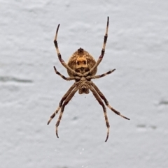 Hortophora transmarina (Garden Orb Weaver) at Hughes, ACT - 1 Feb 2021 by JackyF